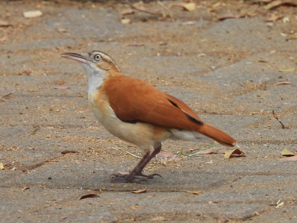 kanelryggovnfugl - ML644067086