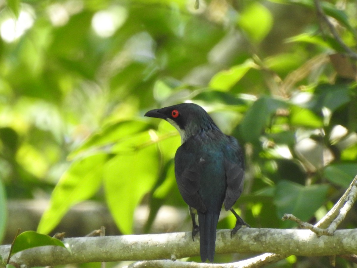 Metallic Starling - ML644067122