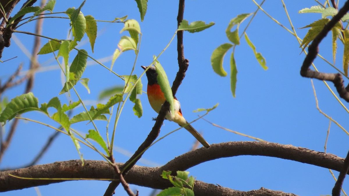 Small Minivet - ML644067123