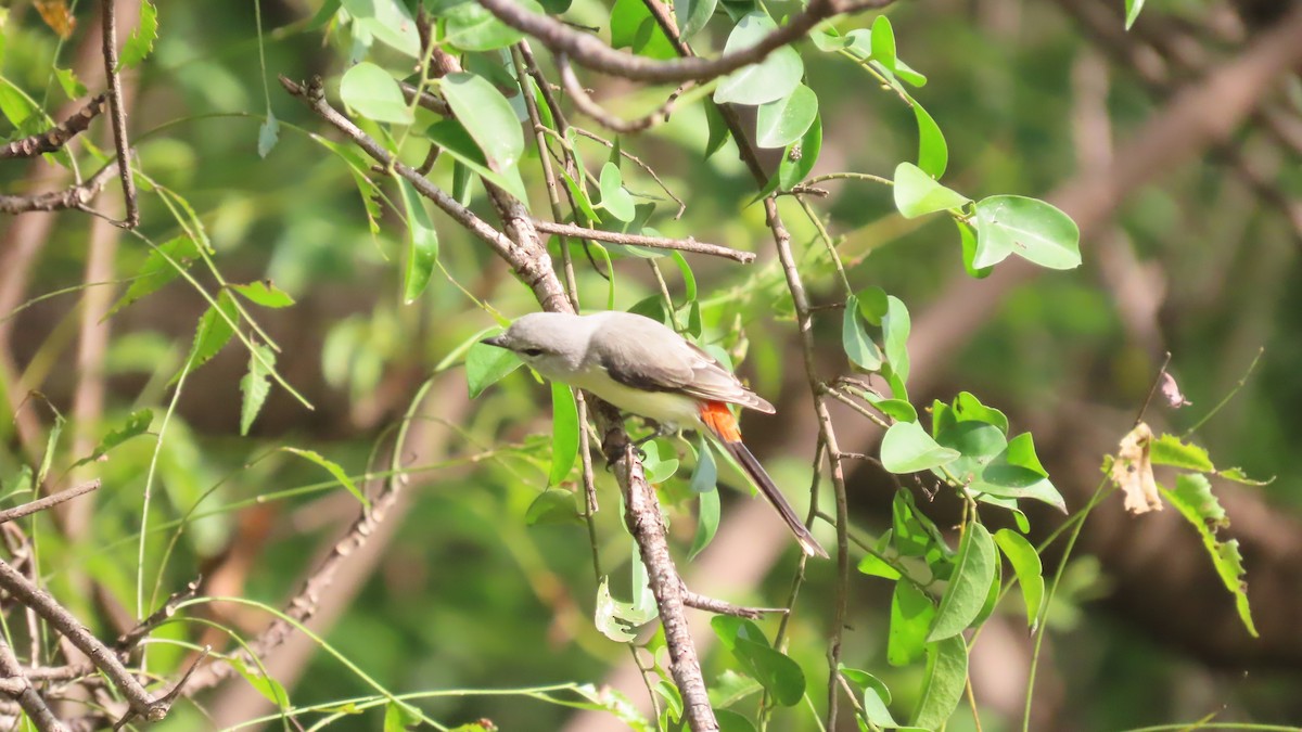 Small Minivet - ML644067124