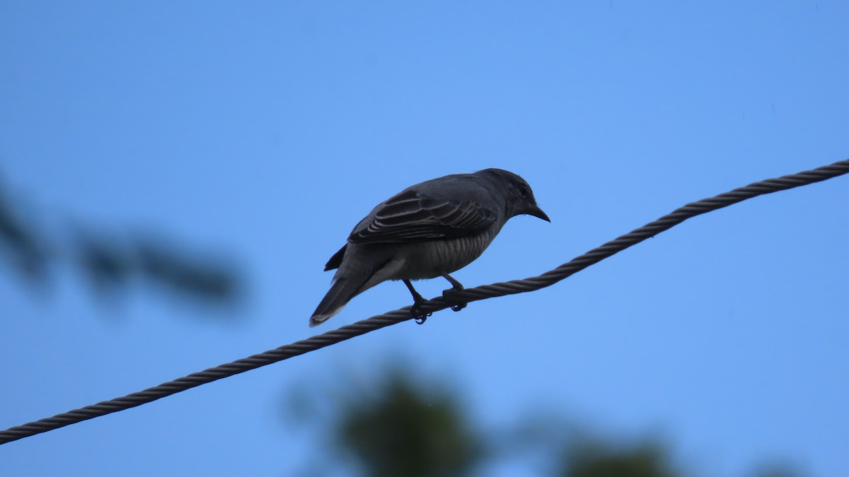 Schwarzkopf-Raupenfänger - ML644067148