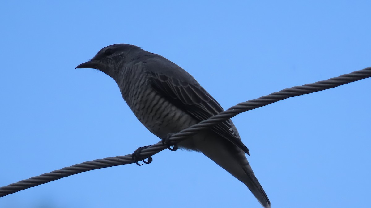 Schwarzkopf-Raupenfänger - ML644067149