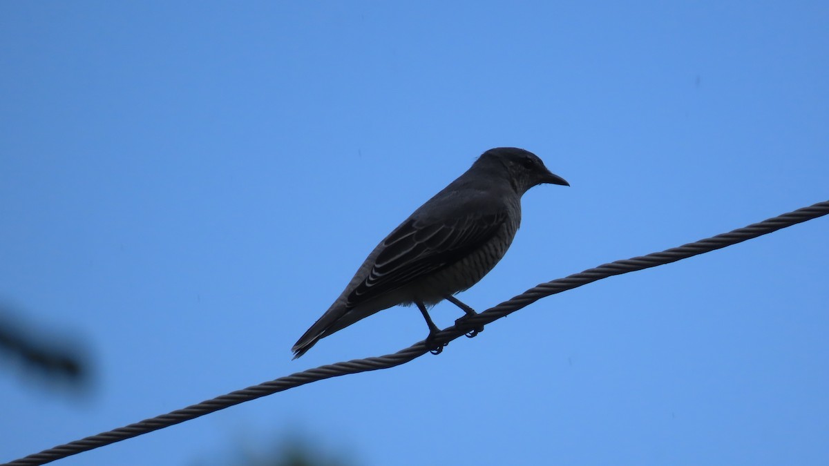 Schwarzkopf-Raupenfänger - ML644067150