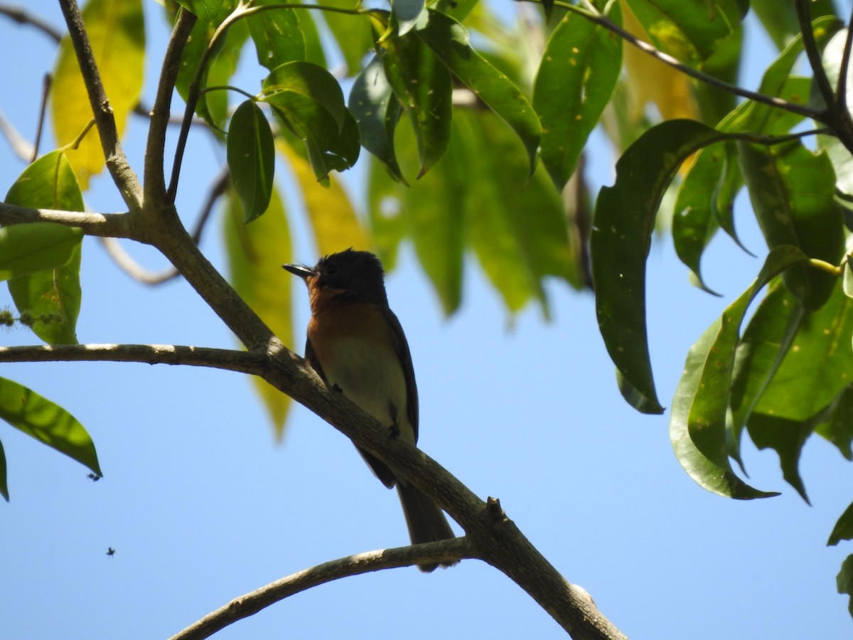 Leaden Flycatcher - ML644067165