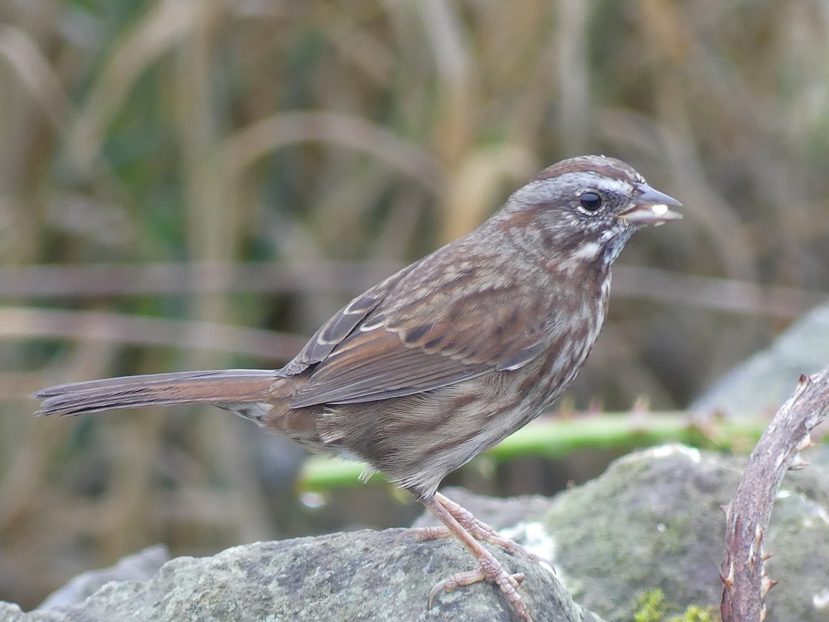 Song Sparrow - ML644067169