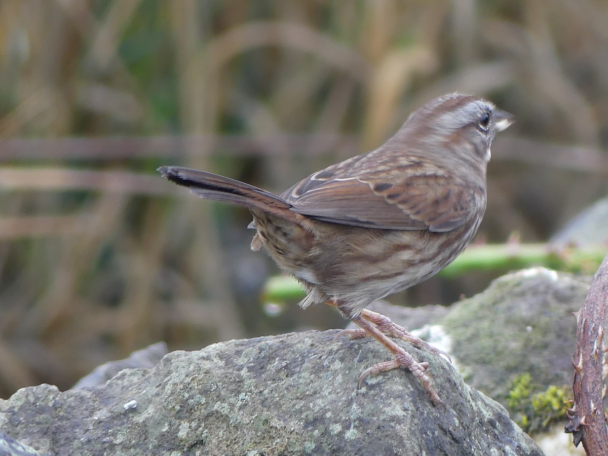 Song Sparrow - ML644067171
