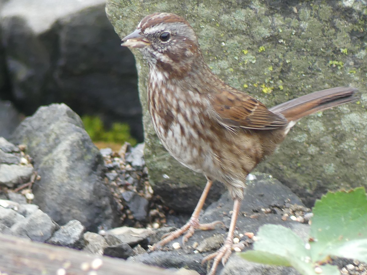 Song Sparrow - ML644067172
