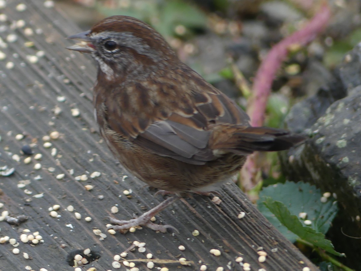 Song Sparrow - ML644067173