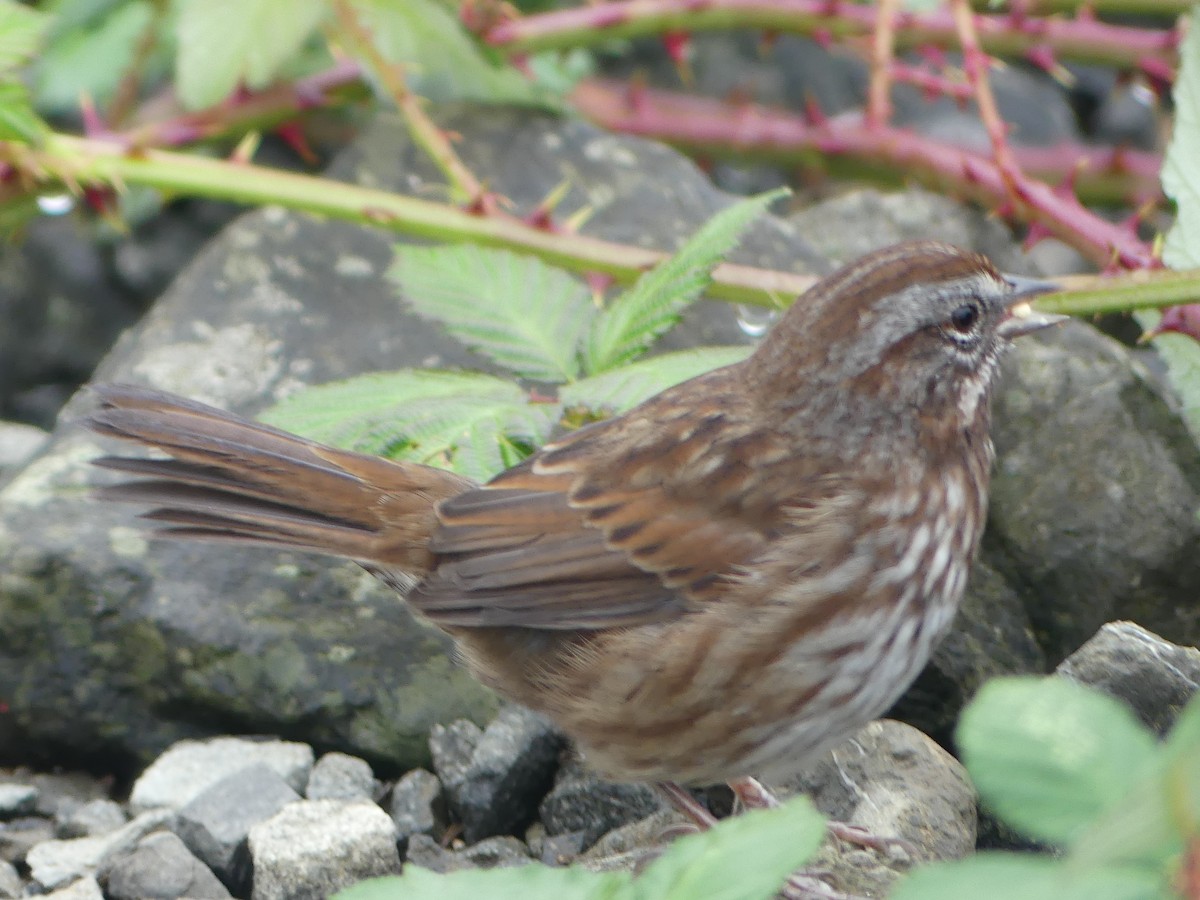 Song Sparrow - ML644067174