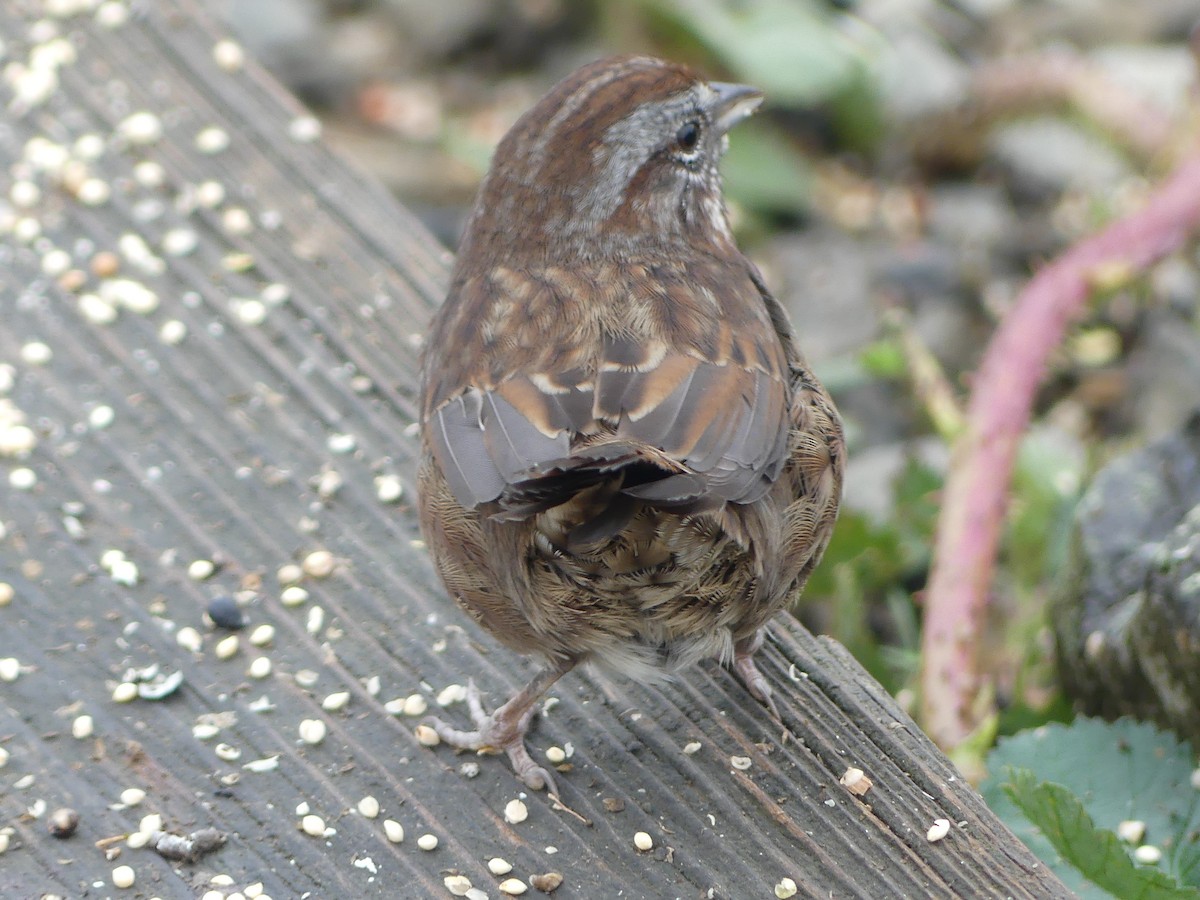 Song Sparrow - ML644067175