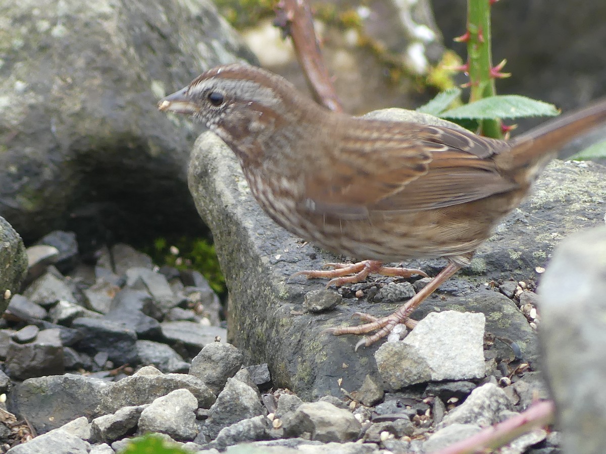 Song Sparrow - ML644067176