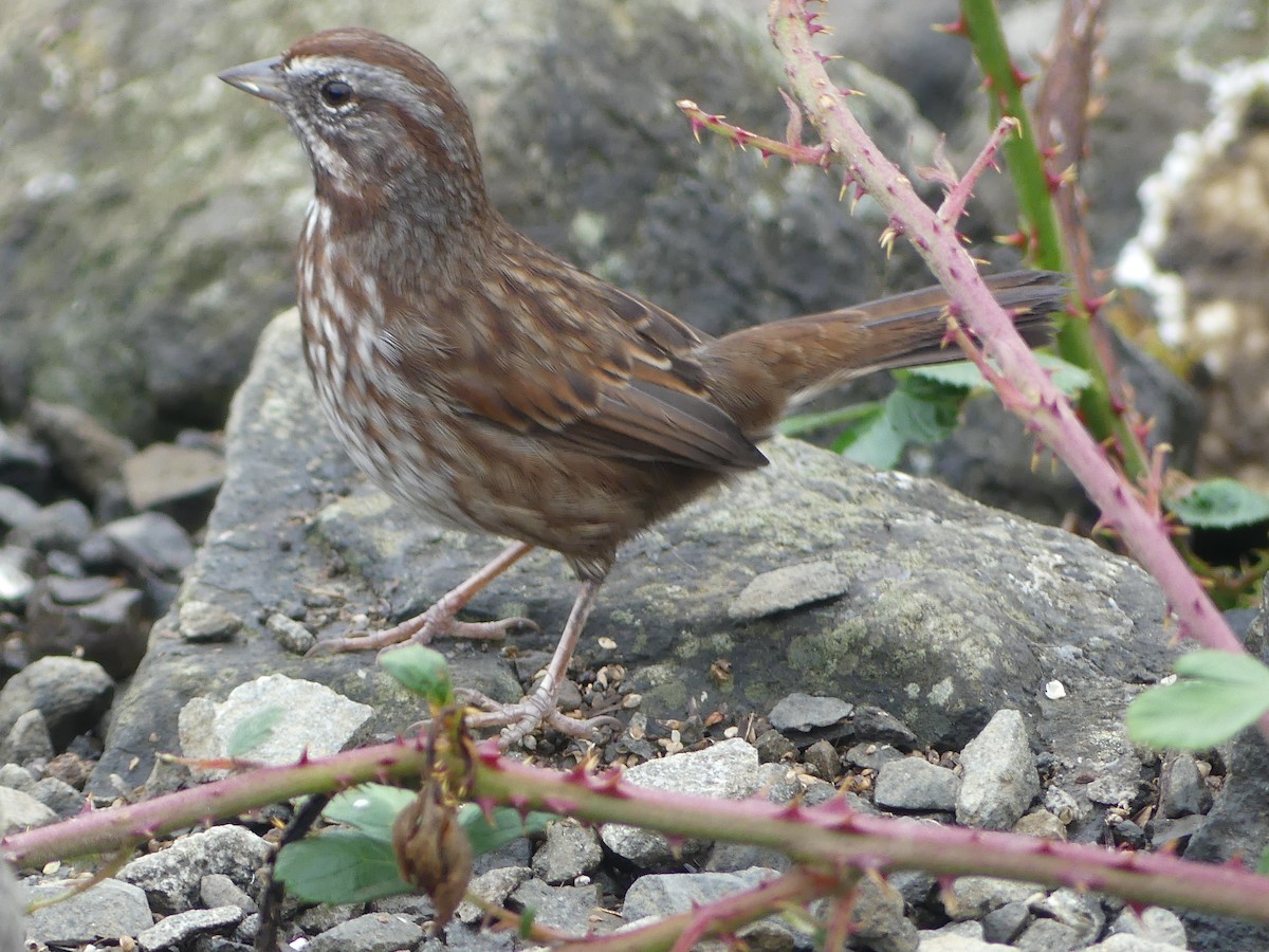 Song Sparrow - ML644067177