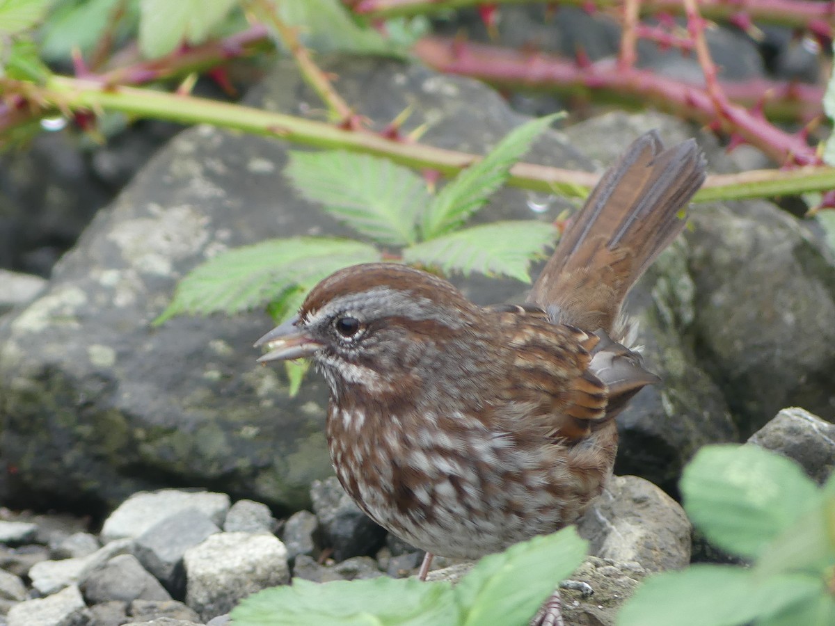 Song Sparrow - ML644067178