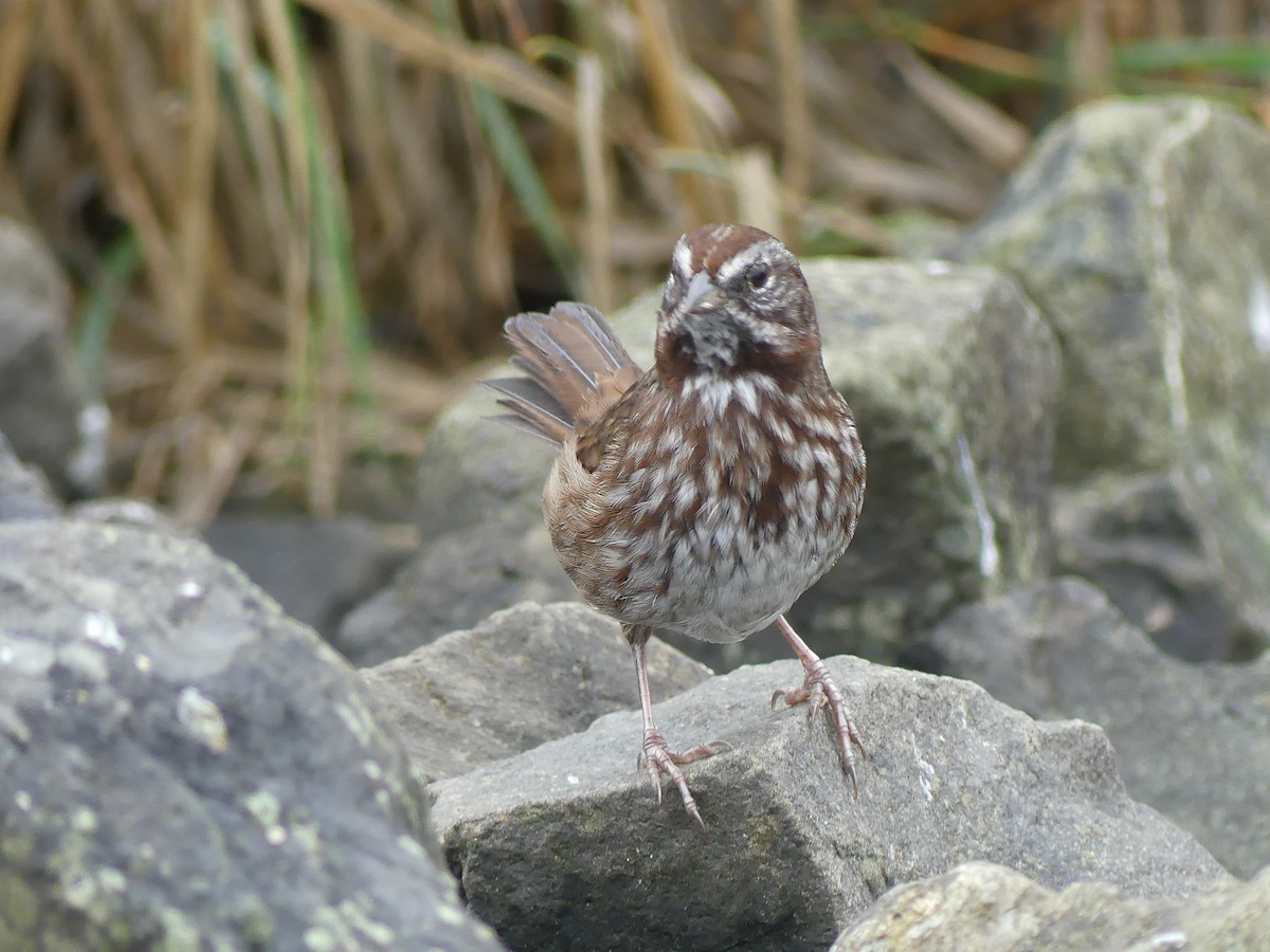 Song Sparrow - ML644067179