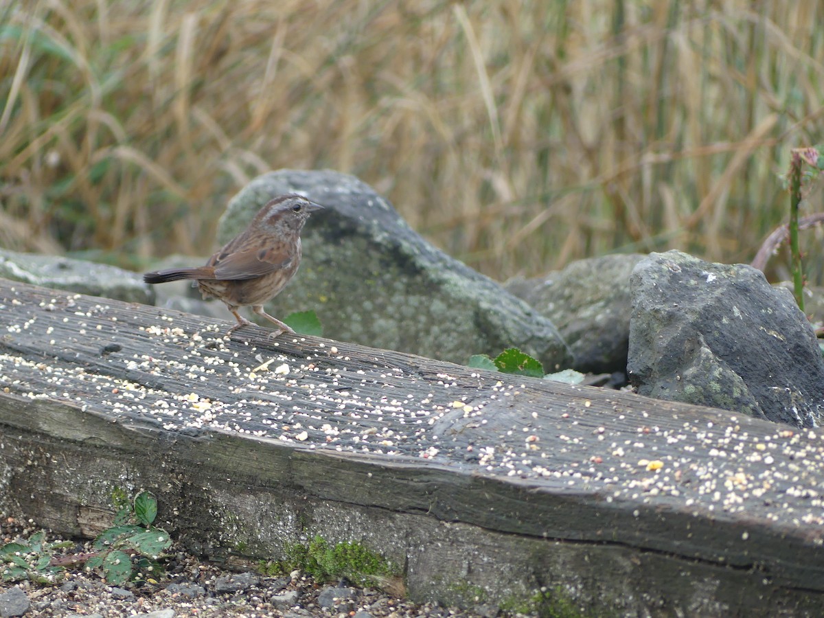 Song Sparrow - ML644067190