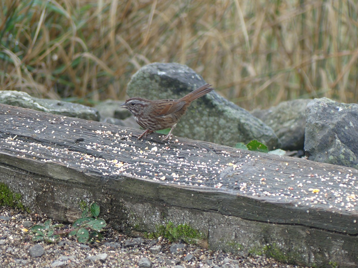 Song Sparrow - ML644067191