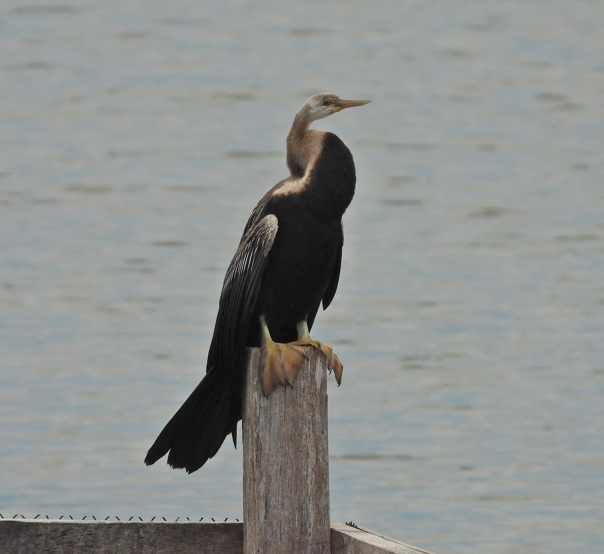 Orient-Schlangenhalsvogel - ML644067194