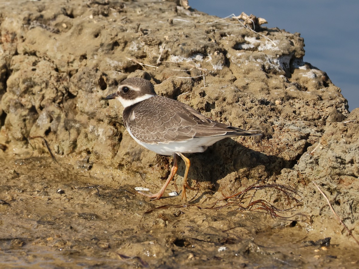 環頸鴴 - ML644067214