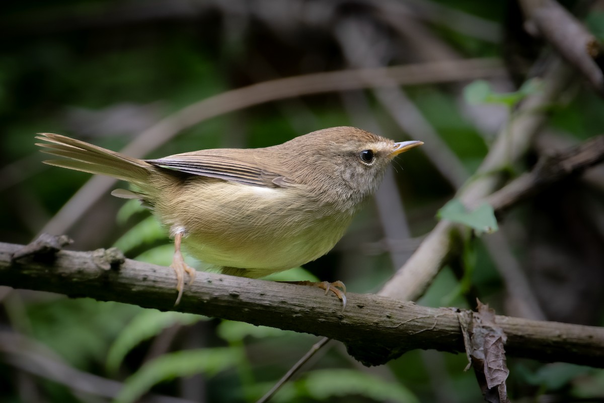 Brownish-flanked Bush Warbler - ML644067221