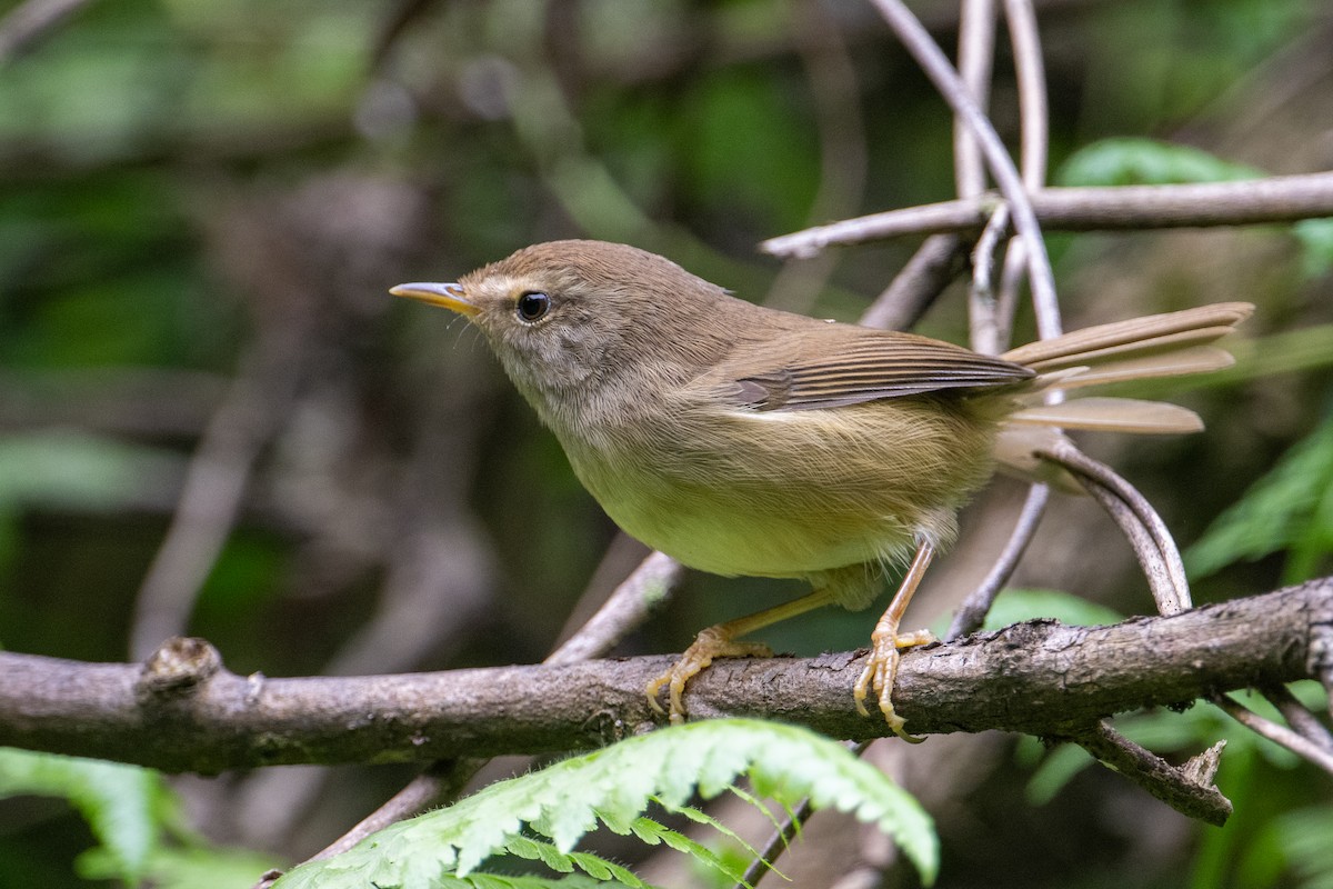 Brownish-flanked Bush Warbler - ML644067222