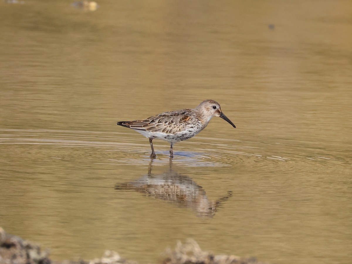 黑腹濱鷸 - ML644067223