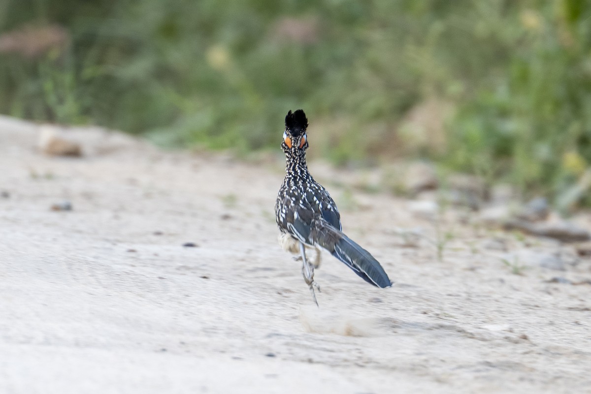 Greater Roadrunner - ML644067230