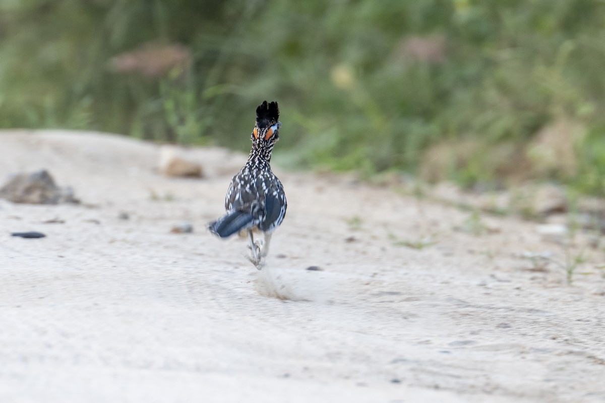 Greater Roadrunner - ML644067234