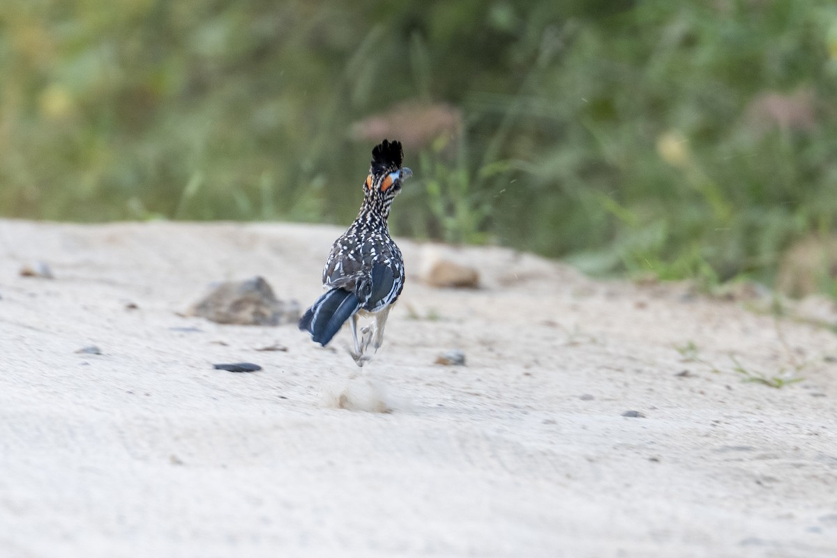 Greater Roadrunner - ML644067235