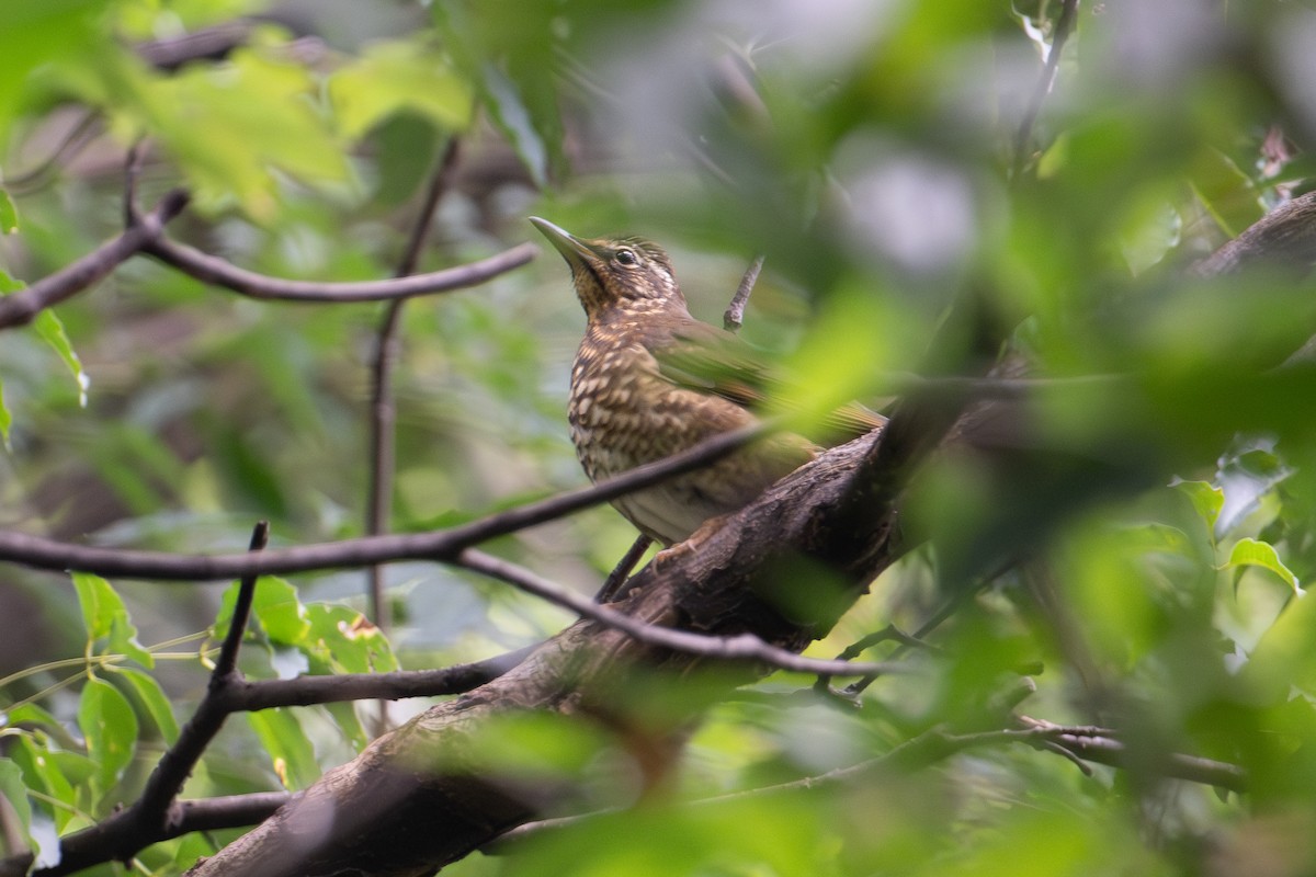 Siberian Thrush - ML644067245