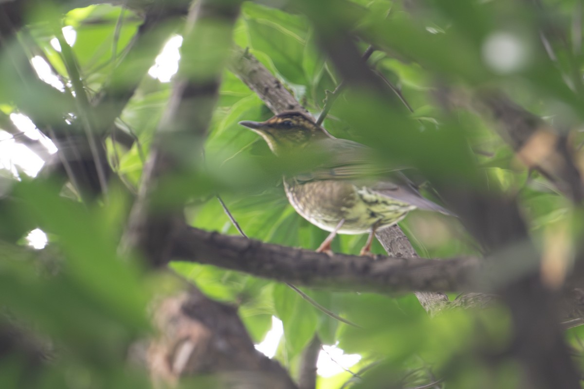 Siberian Thrush - ML644067246