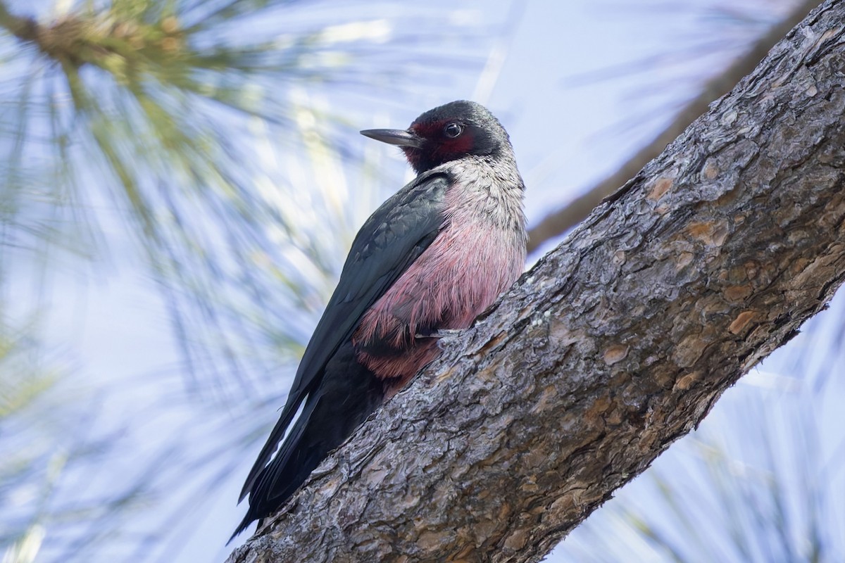 Lewis's Woodpecker - ML644067249