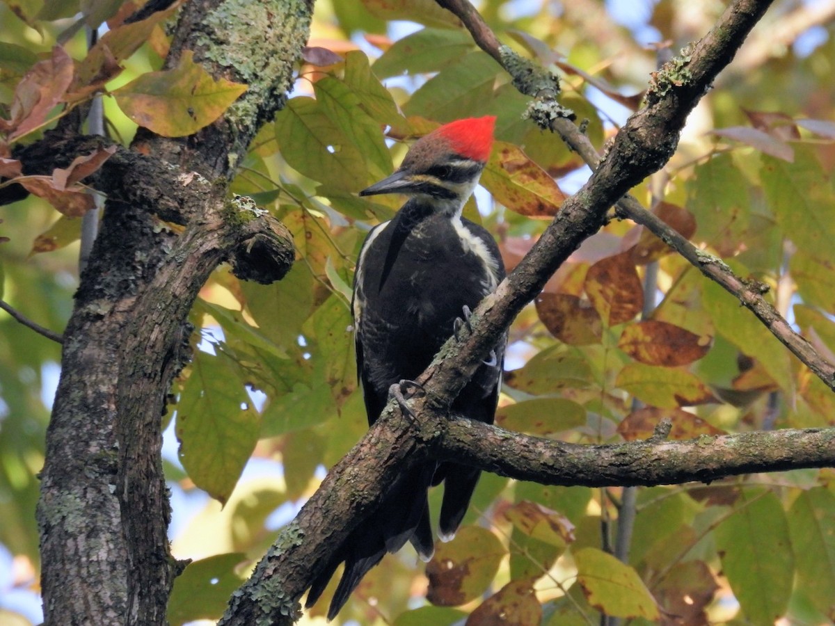 Pileated Woodpecker - ML644067257