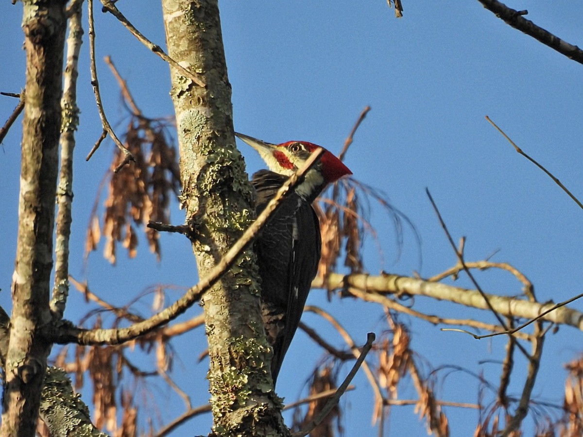 Pileated Woodpecker - ML644067258