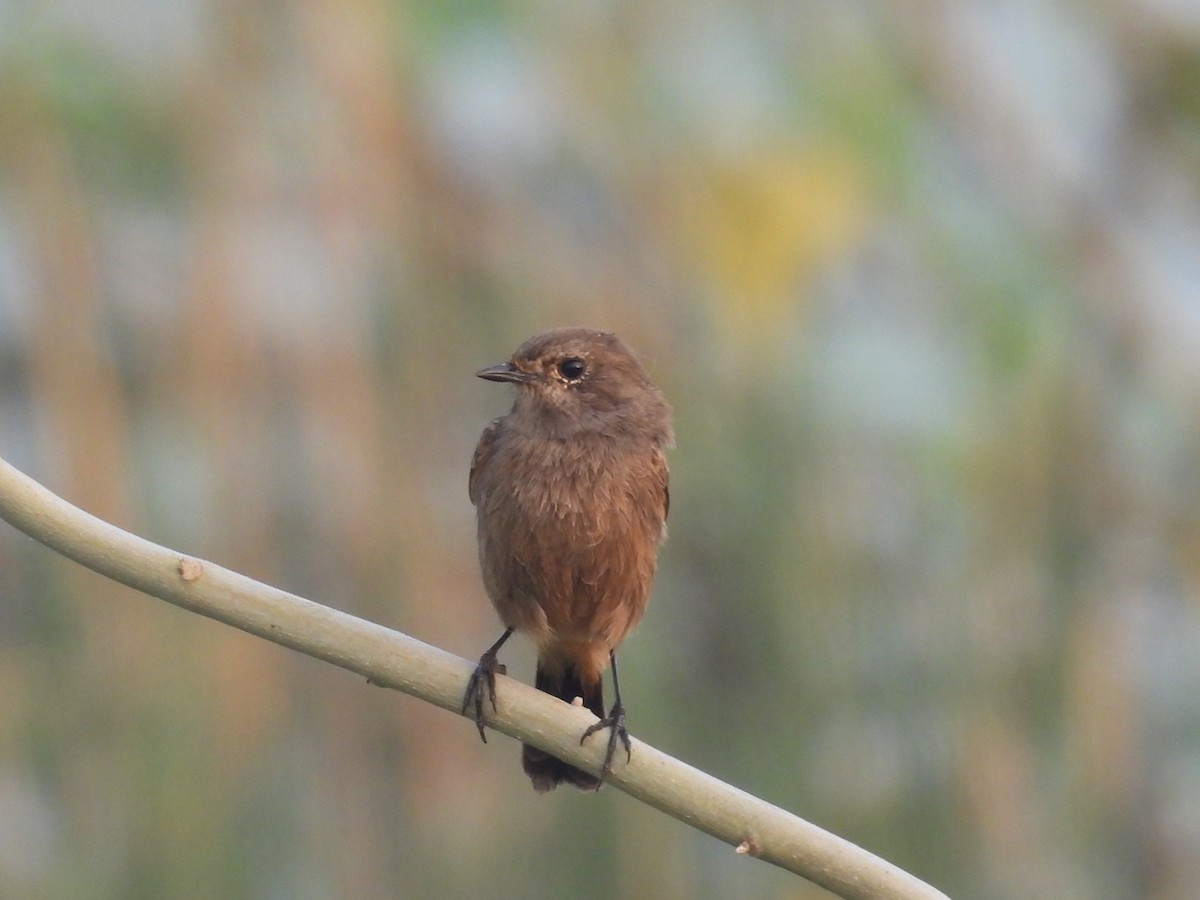 Pied Bushchat - ML644067273