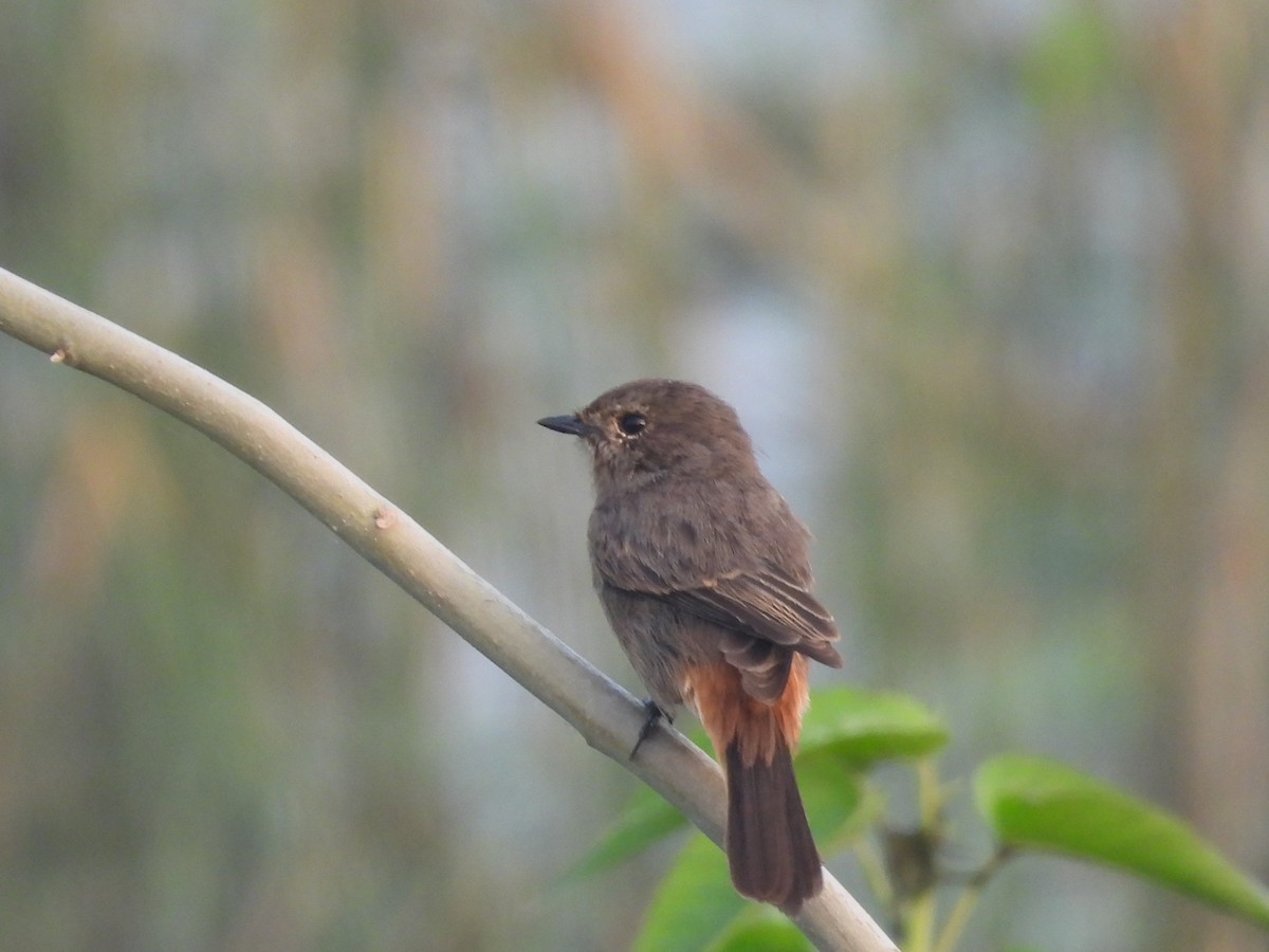 Pied Bushchat - ML644067274