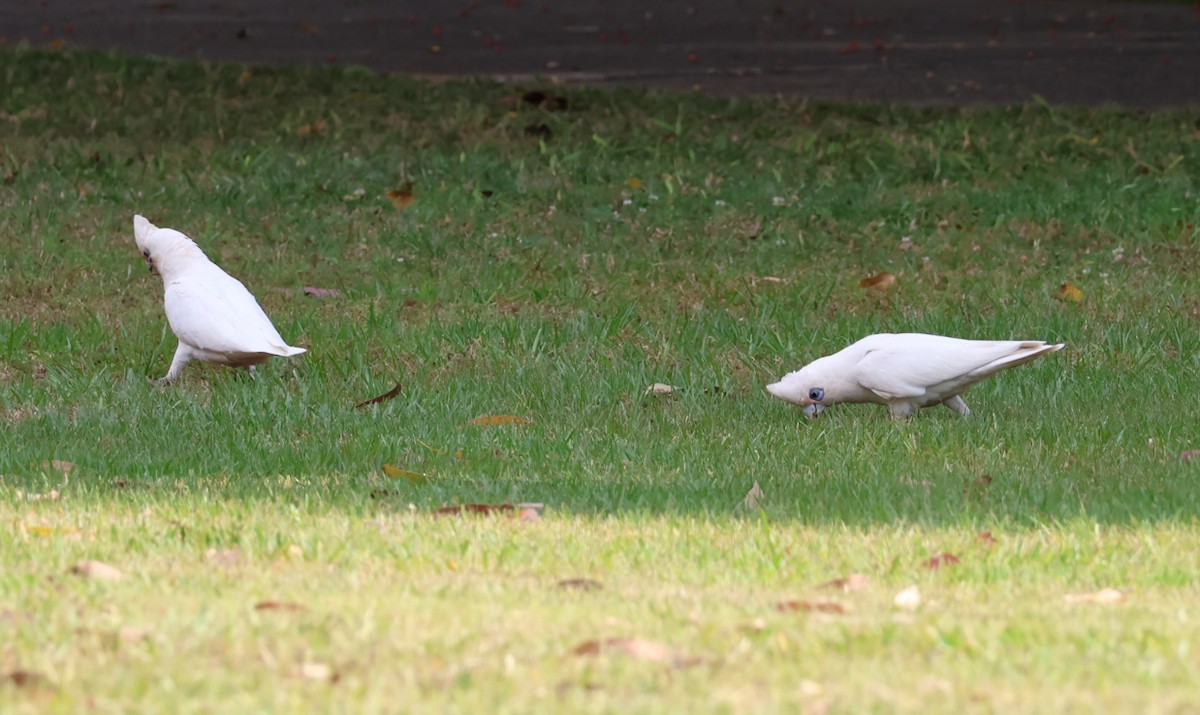 Little Corella - ML644067296