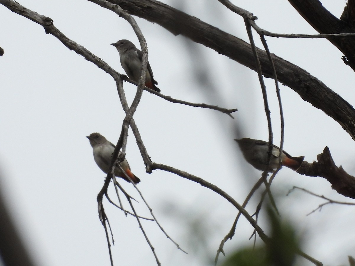 Mistletoebird (Australian) - ML644067298