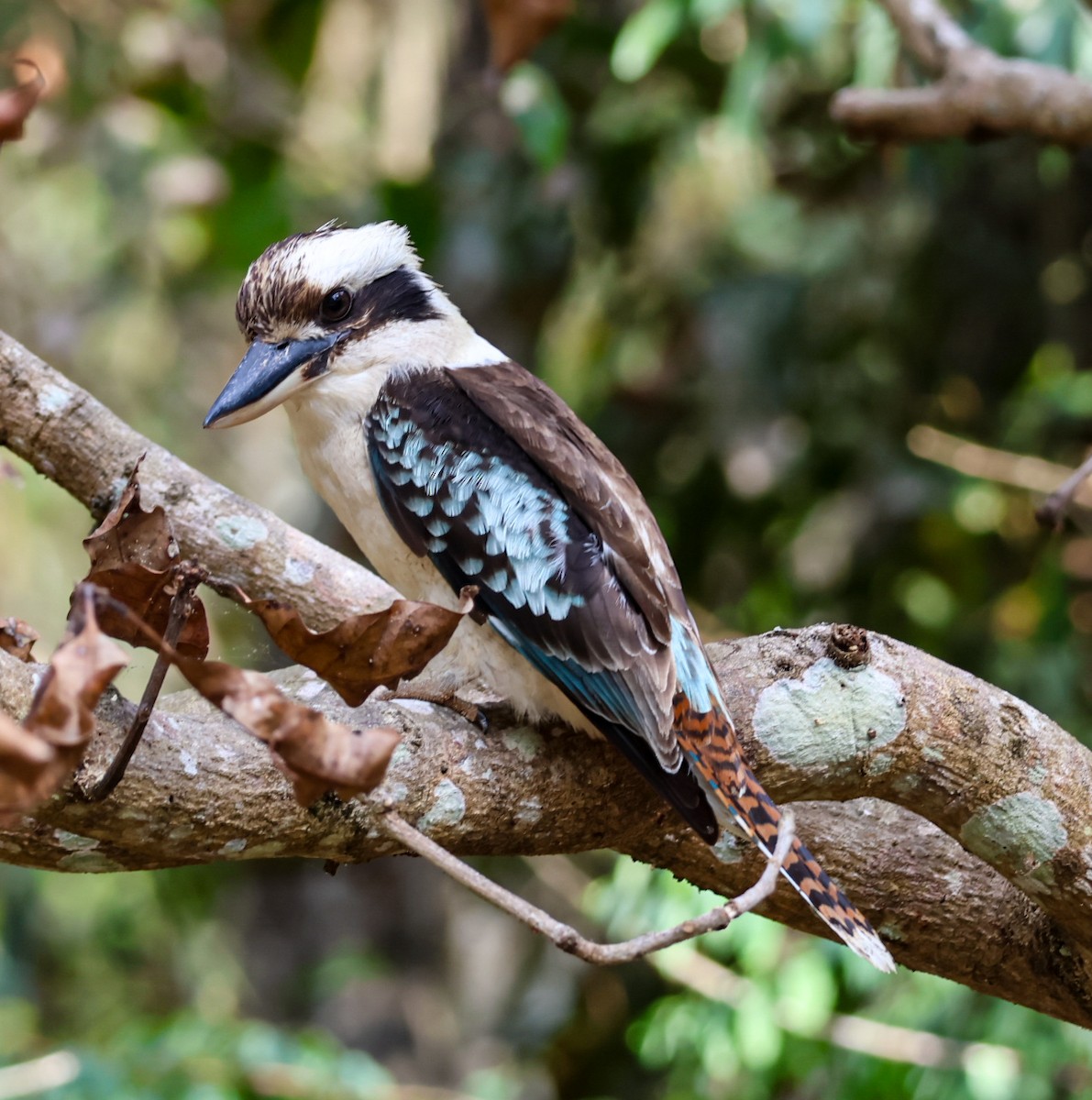Laughing Kookaburra - ML644067299