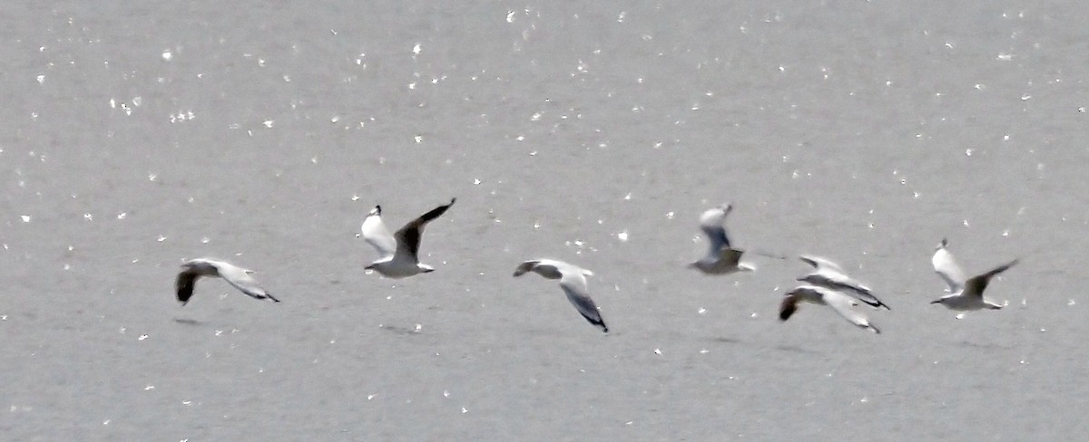 Silver Gull - ML644067302