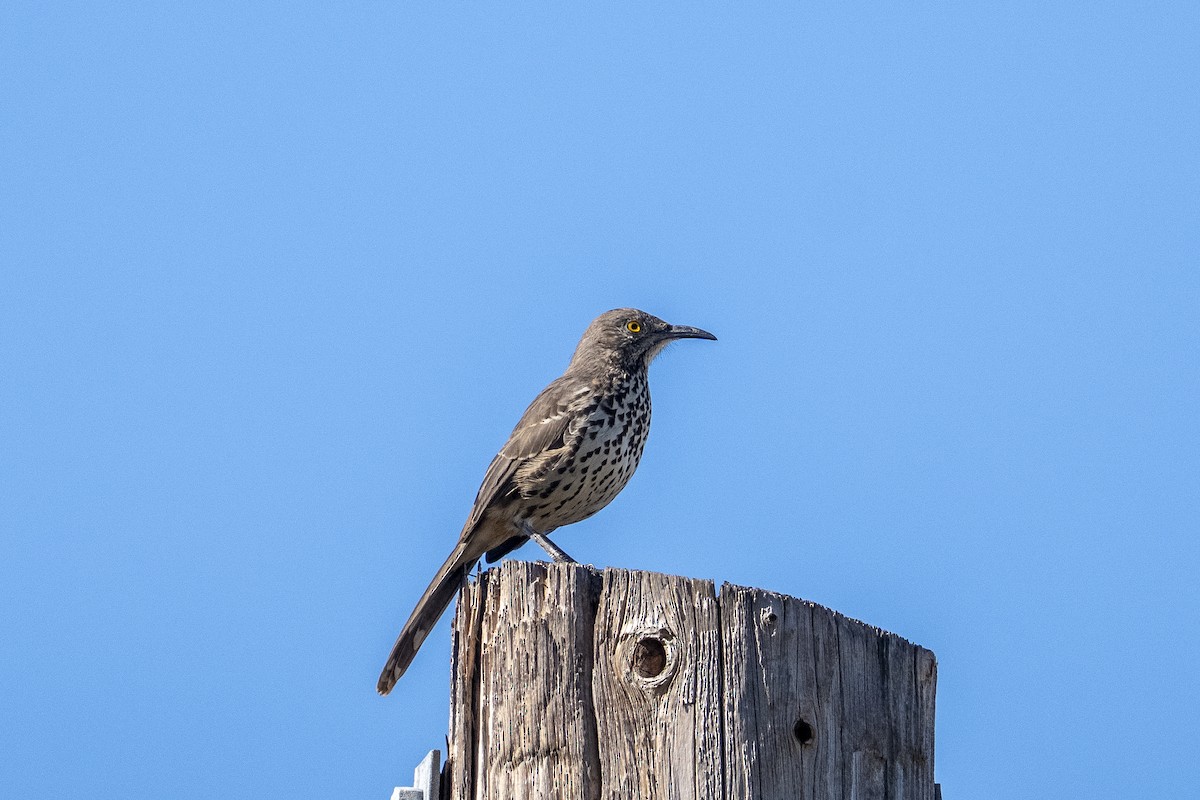 Gray Thrasher - ML644067307