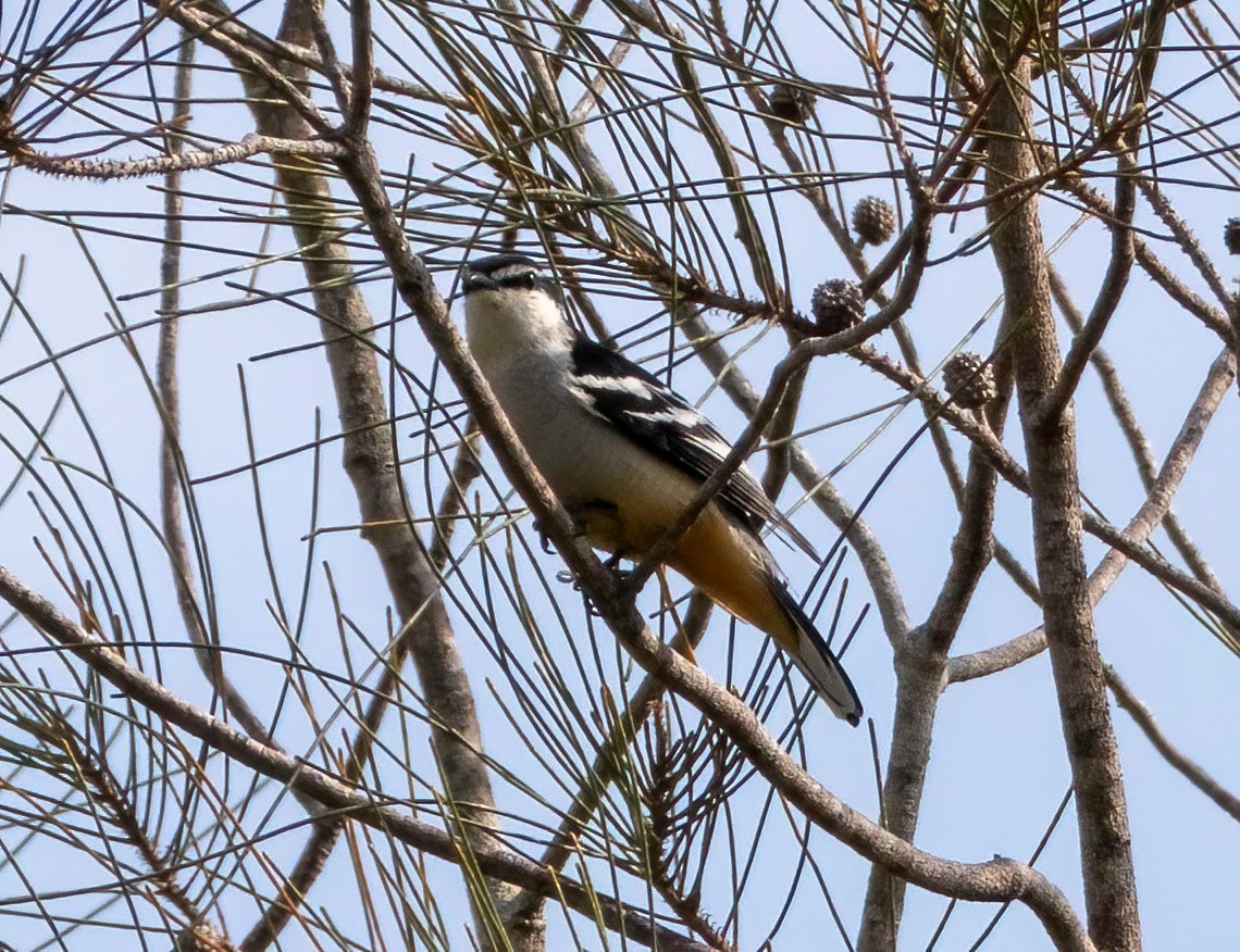 Varied Triller - ML644067309