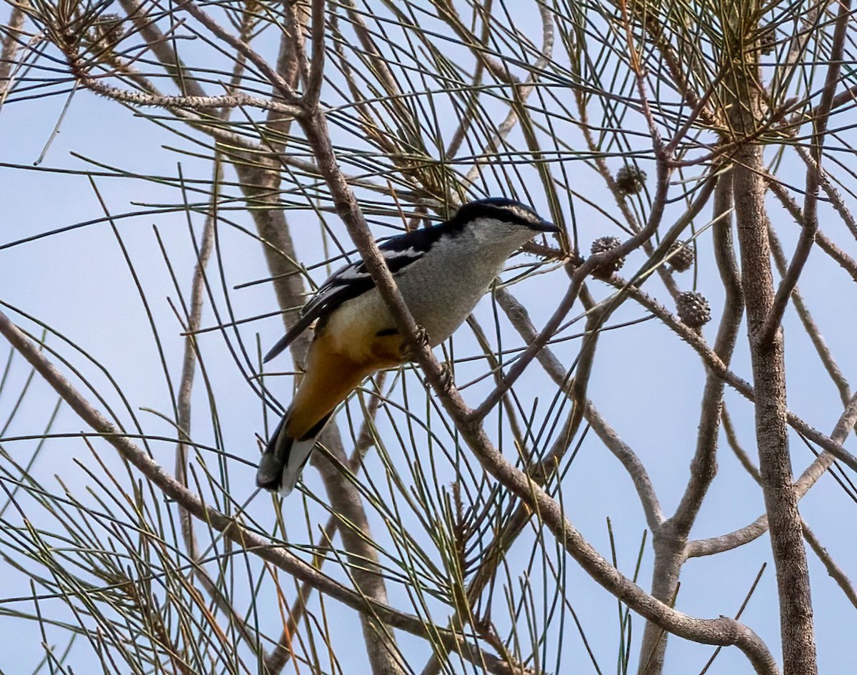 Varied Triller - ML644067310