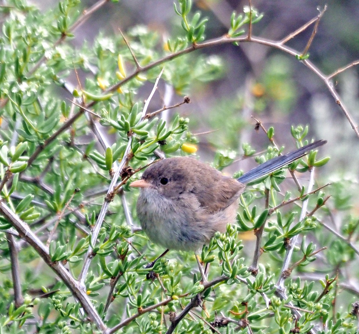 White-winged Fairywren - ML644067313