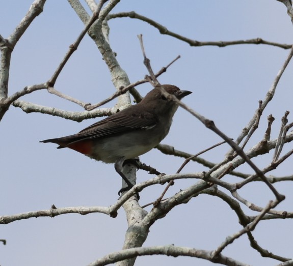 Mistletoebird - ML644067323
