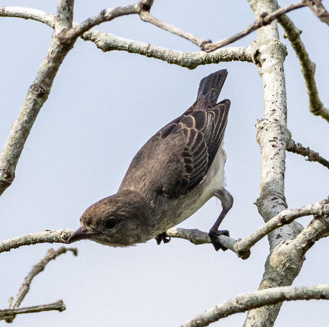Mistletoebird - ML644067324