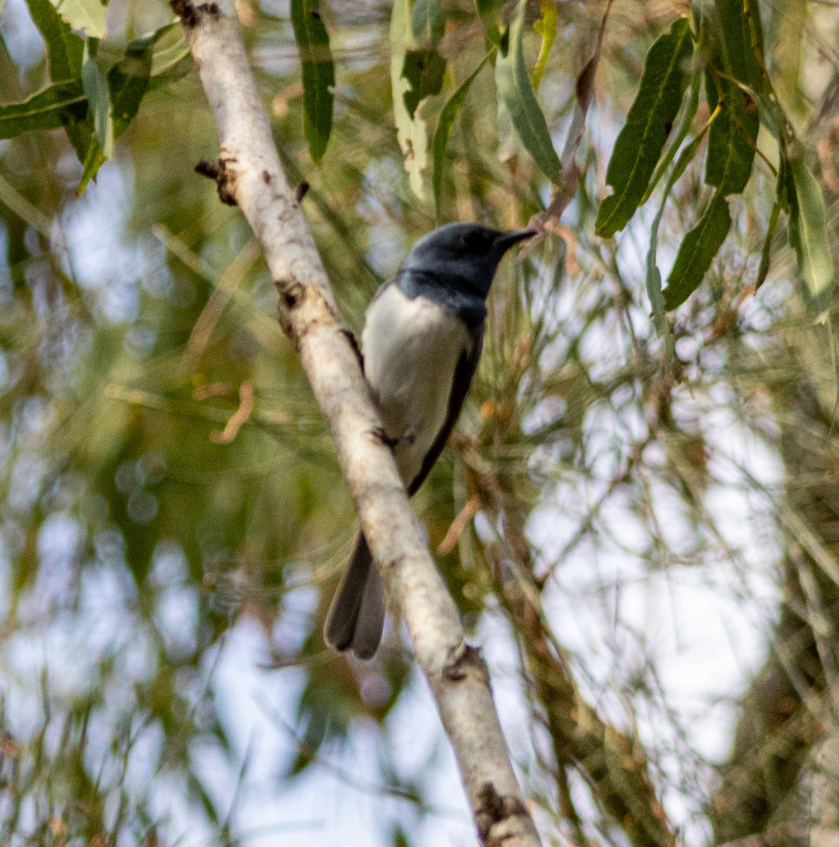 Leaden Flycatcher - ML644067327