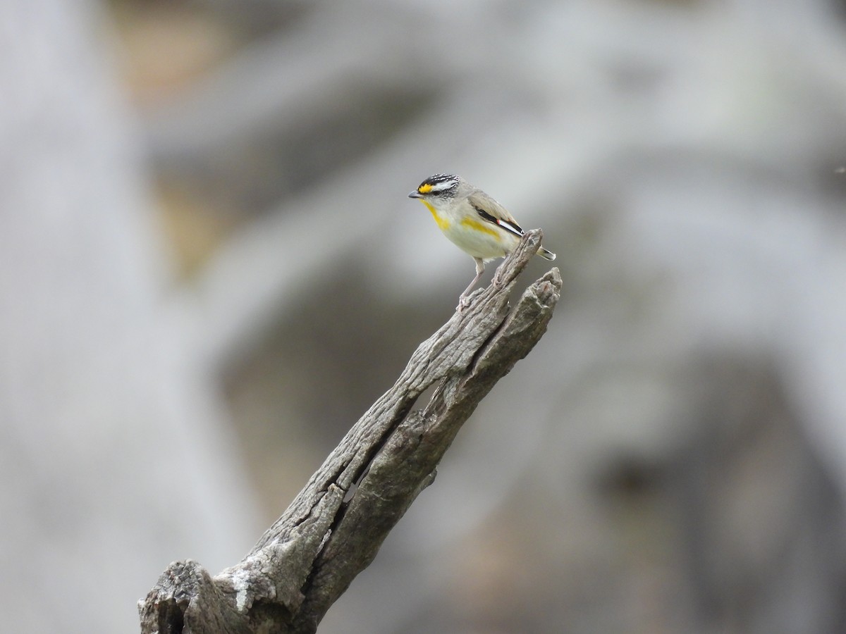 Striated Pardalote (Striated) - ML644067328