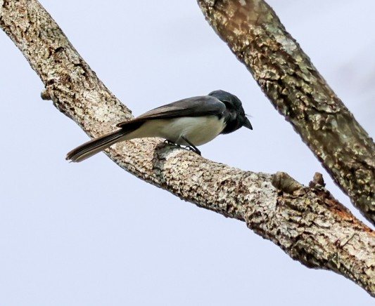 Leaden Flycatcher - ML644067329