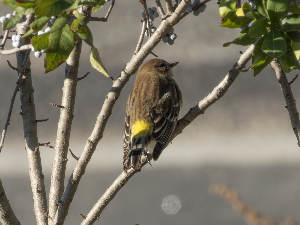Yellow-rumped Warbler - ML644067330