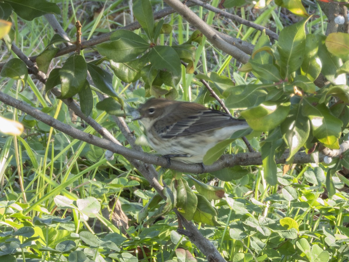 Yellow-rumped Warbler - ML644067332